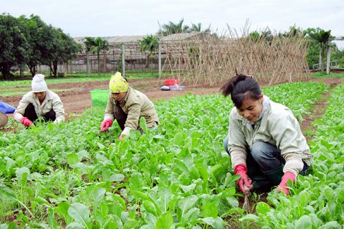 Sản xuất rau hữu cơ - ý tưởng kinh doanh ở nông thôn hợp thị hiếu thành thị.